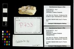 Foto (Objekt + Etikett) von Galatheites sp.  (NHMW-GEO-2014-0194-0733)